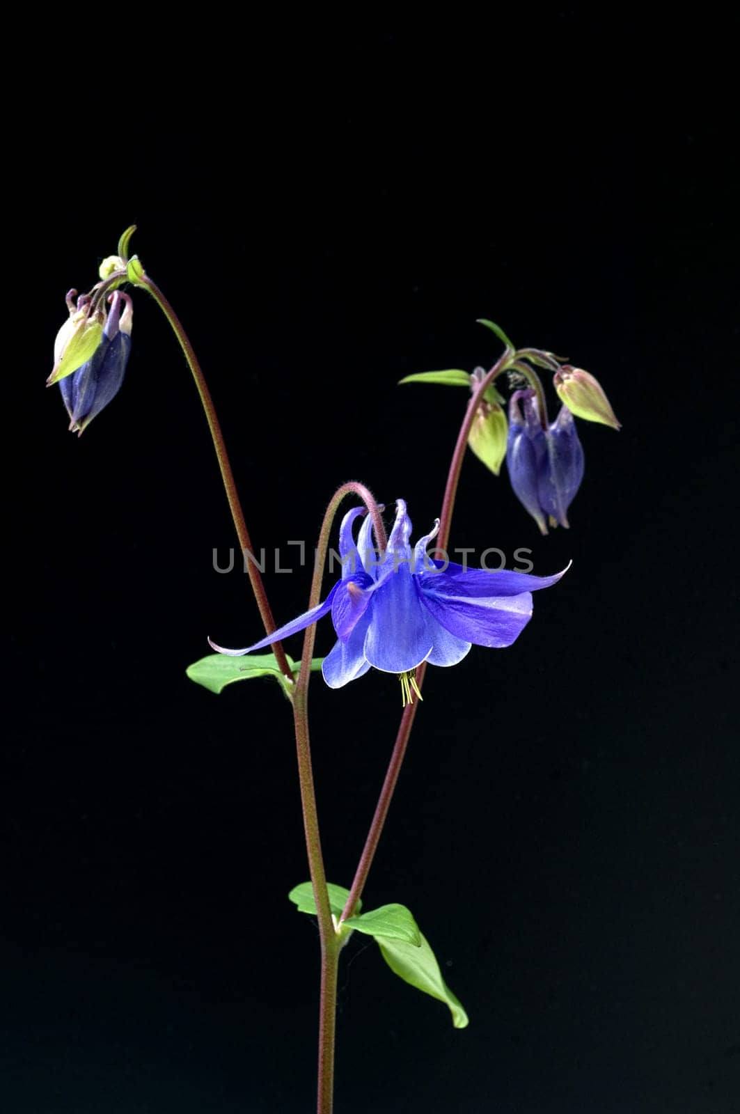 Akelei, Aquilegia, vulgaris, Giftpflanze