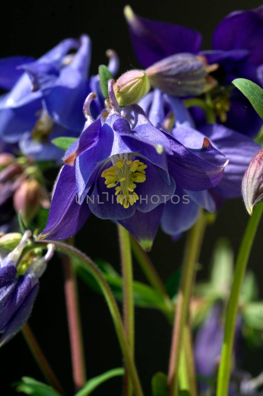 Akelei, Aquilegia, vulgaris, Giftpflanze