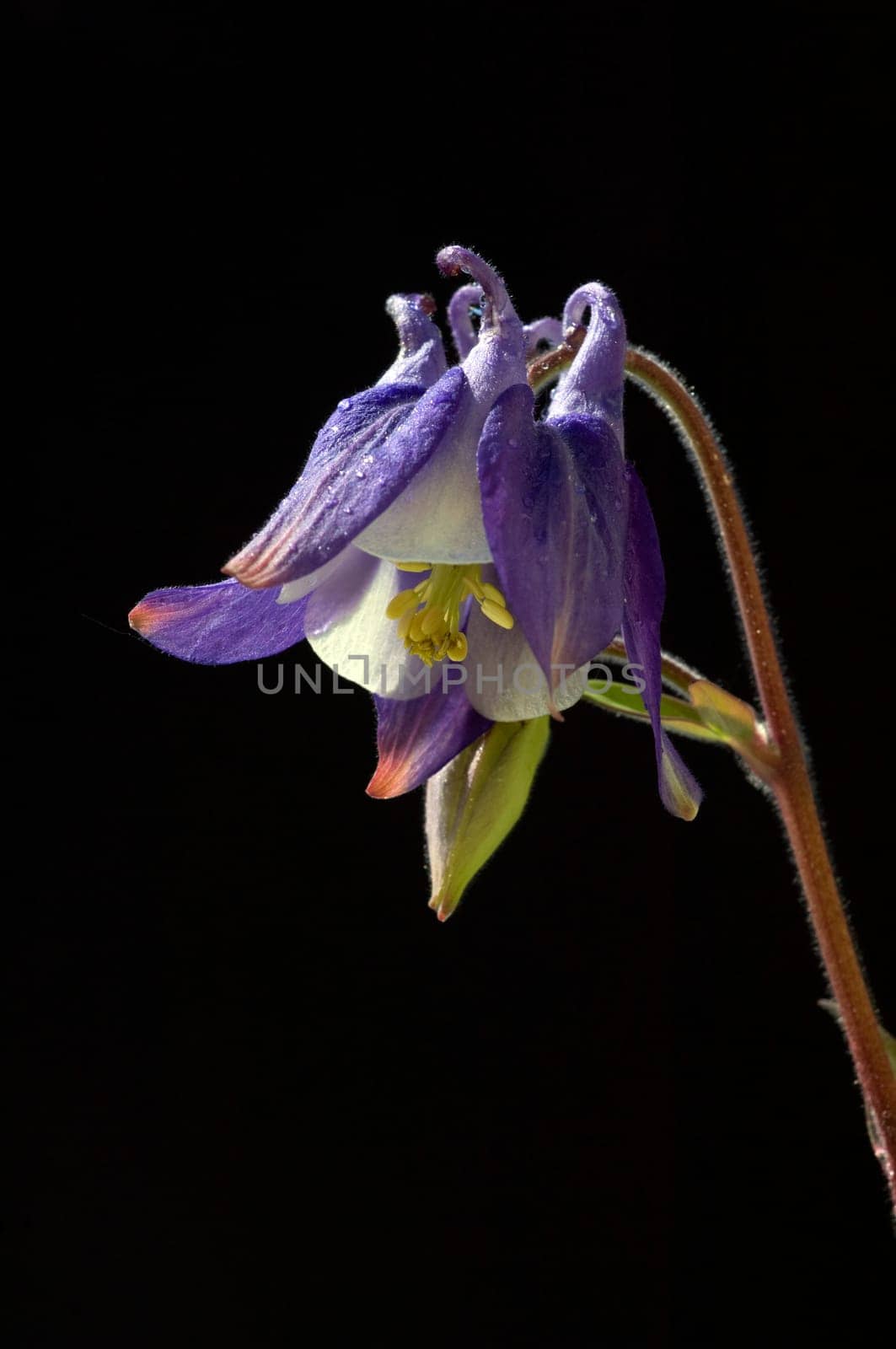 Akelei, Aquilegia, vulgaris, Giftpflanze