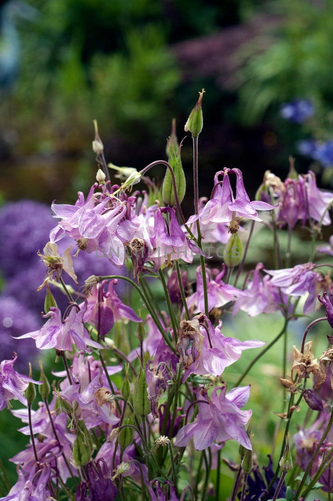 Akelei, Aquilegia, vulgaris