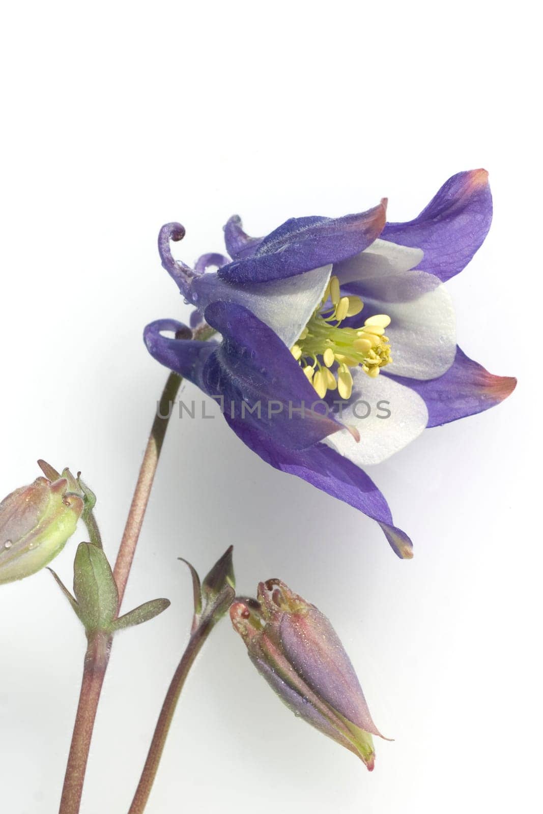 Akelei, Aquilegia, vulgaris, Giftpflanze