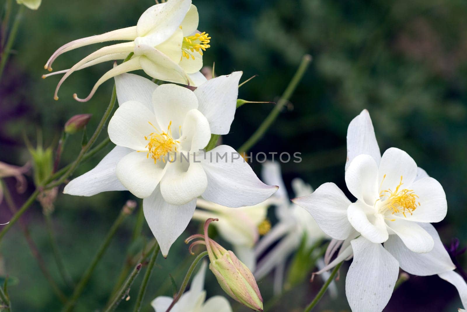 Akelei, Aquilegia, vulgaris
