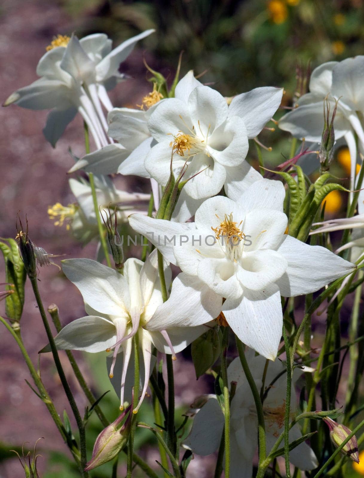 Akelei  Aquilegia  vulgaris