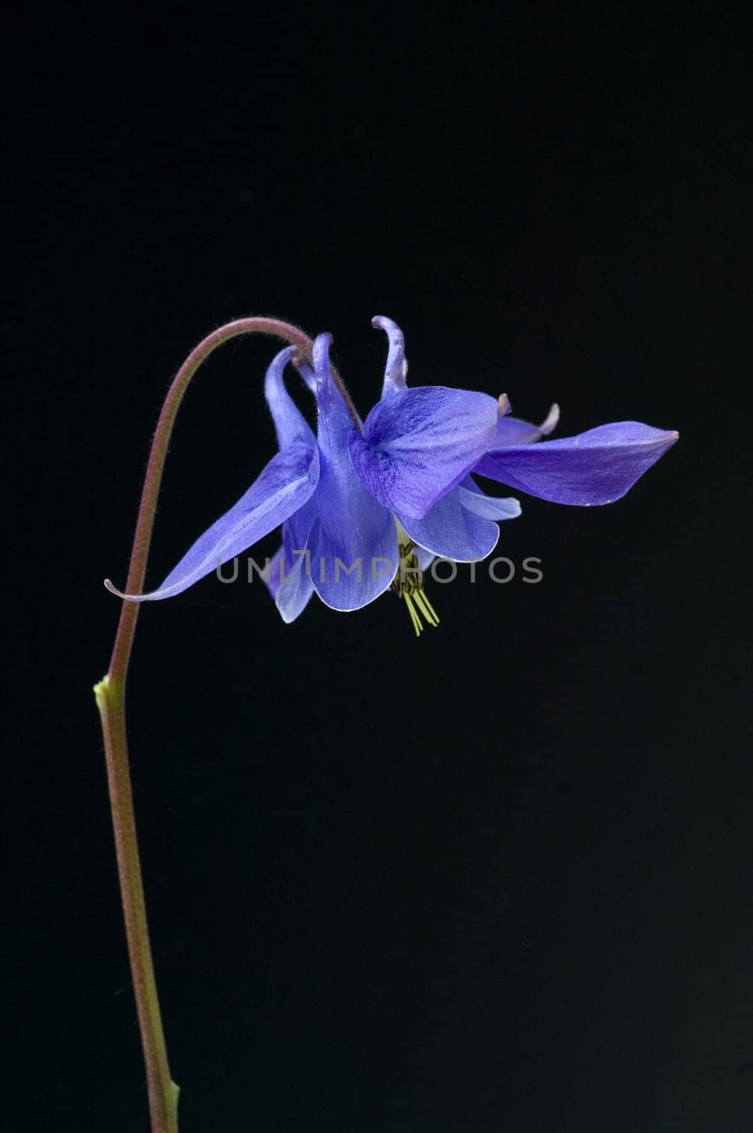 Akelei, Aquilegia, vulgaris, Giftpflanze