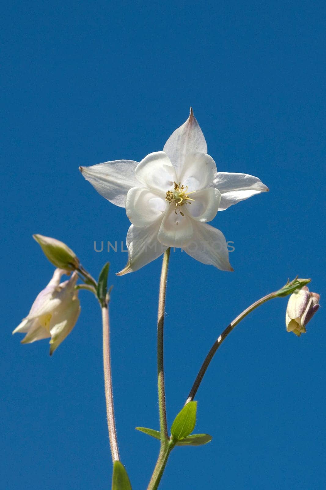 Akelei  Aquilegia  vulgaris