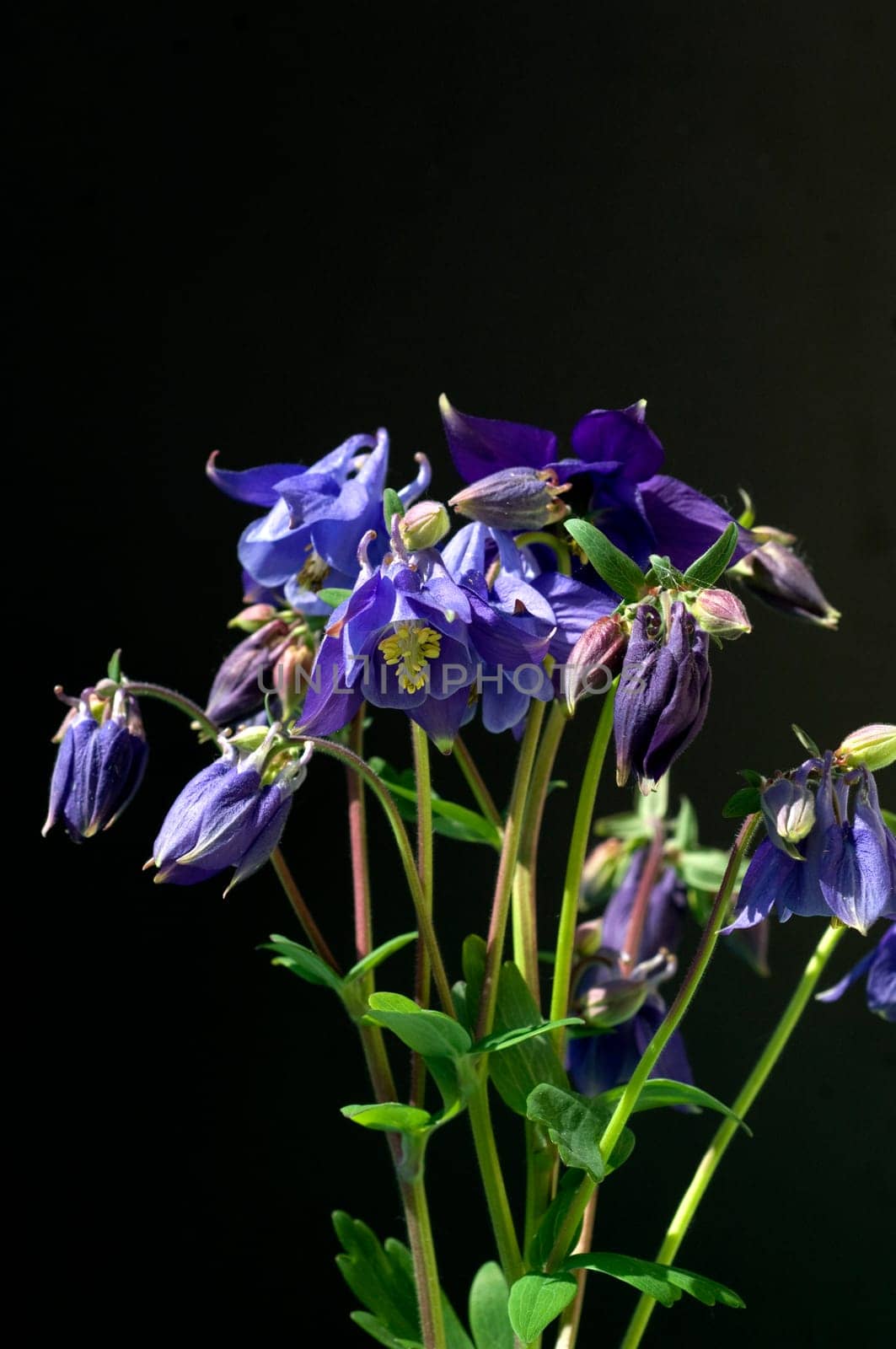Akelei, Aquilegia vulgaris