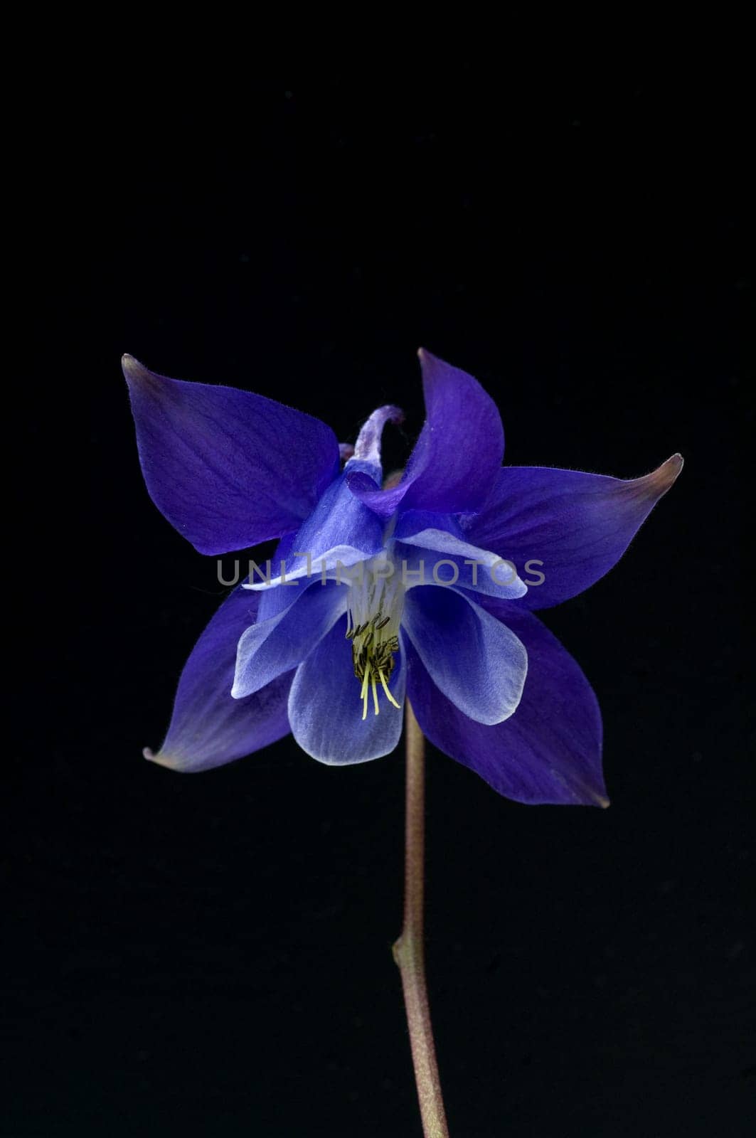 Akelei, Aquilegia vulgaris