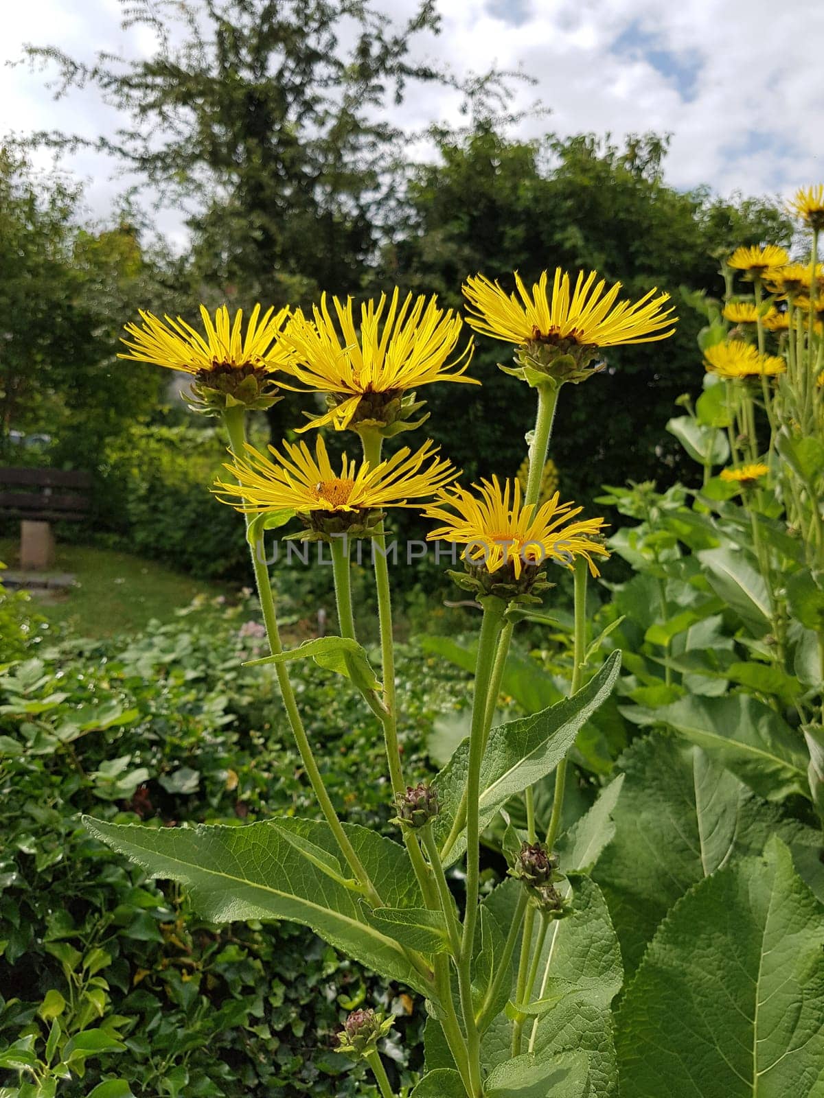 Alant  Bluete  Inula Helenium, Heilpflanze