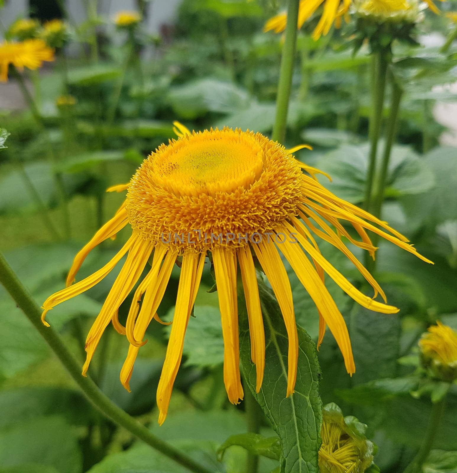 Alant  Bluete  Inula Helenium  Staudenpflanze, Heilpflanze