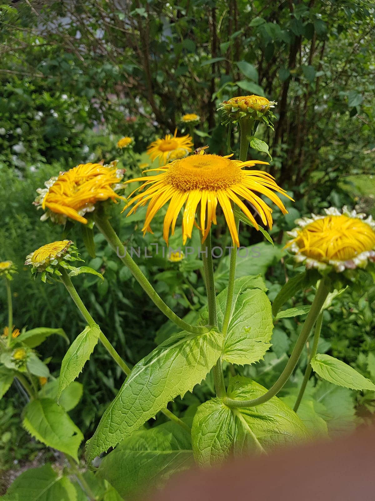 Alant  Bluete  Inula Helenium  Staudenpflanze, Heilpflanze