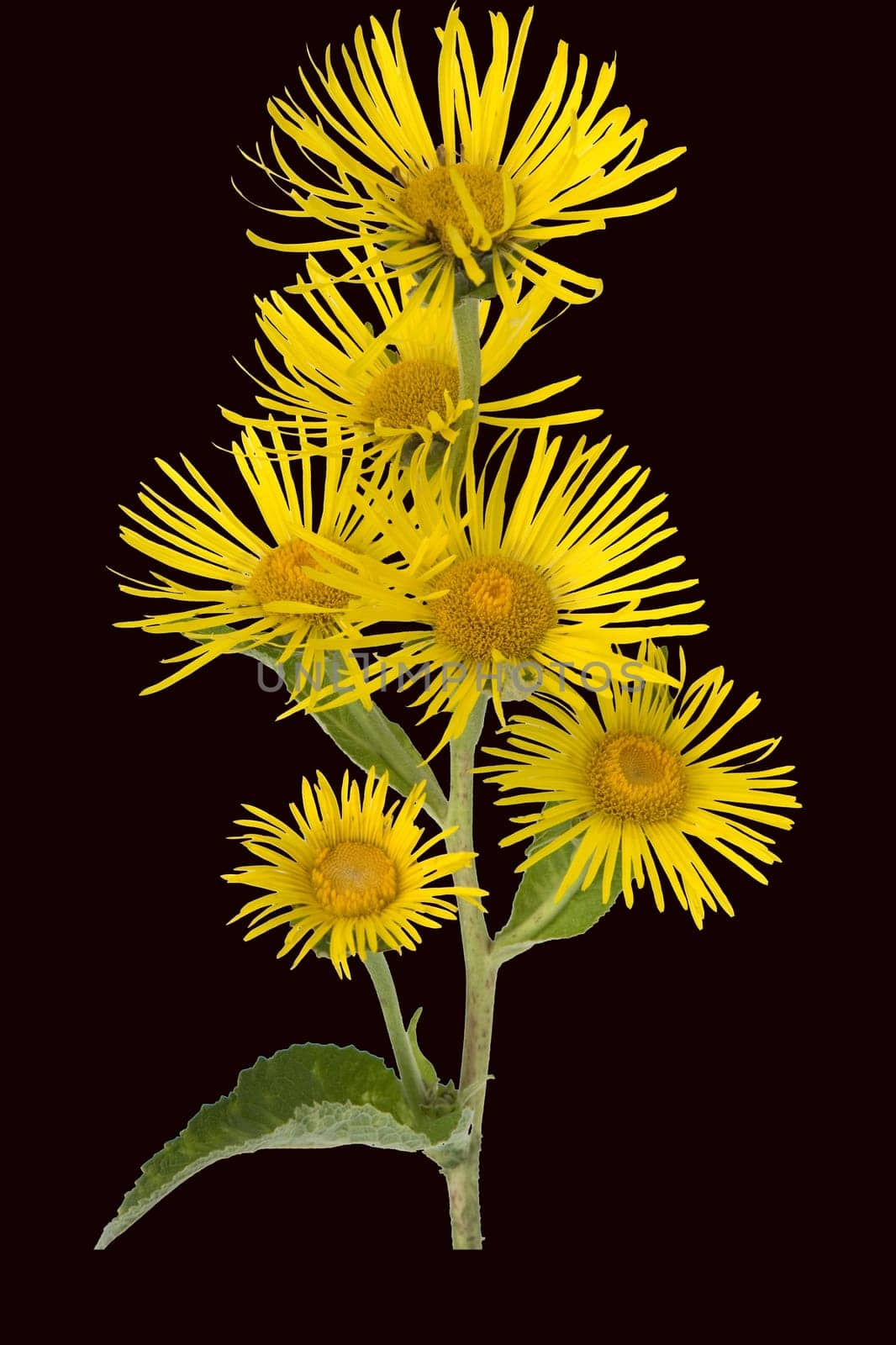 Alant  Bluete  Inula Helenium