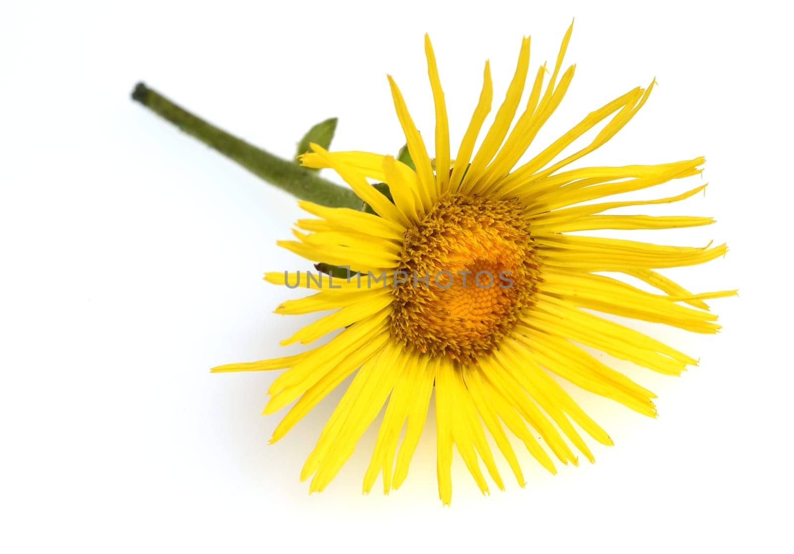 Alant  Bluete  Inula Helenium