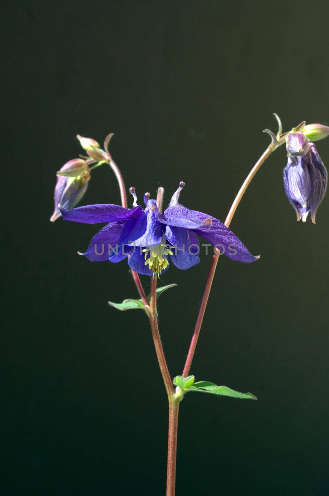 Akelei, Aquilegia, vulgaris, Giftpflanze