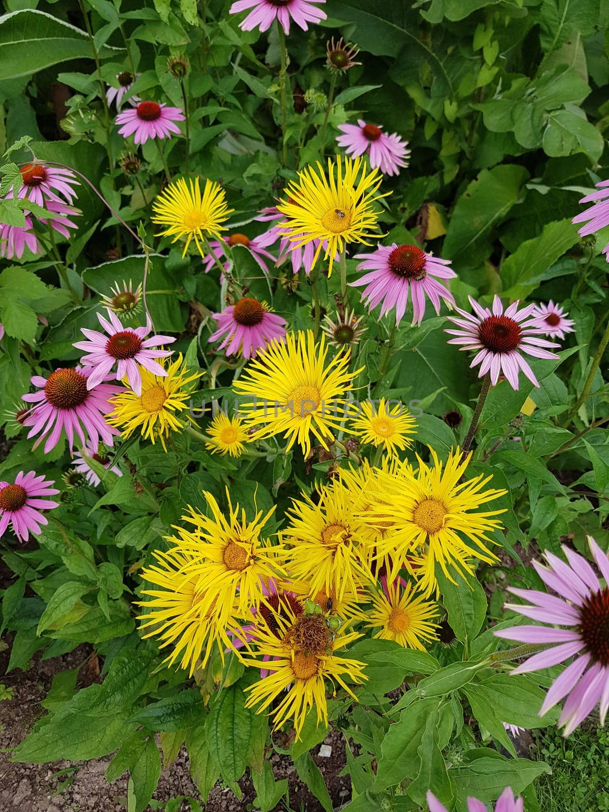 Alant  Roter Sonnenhut  Echinacea  purpurea  Inula Helenium, heilpflanze