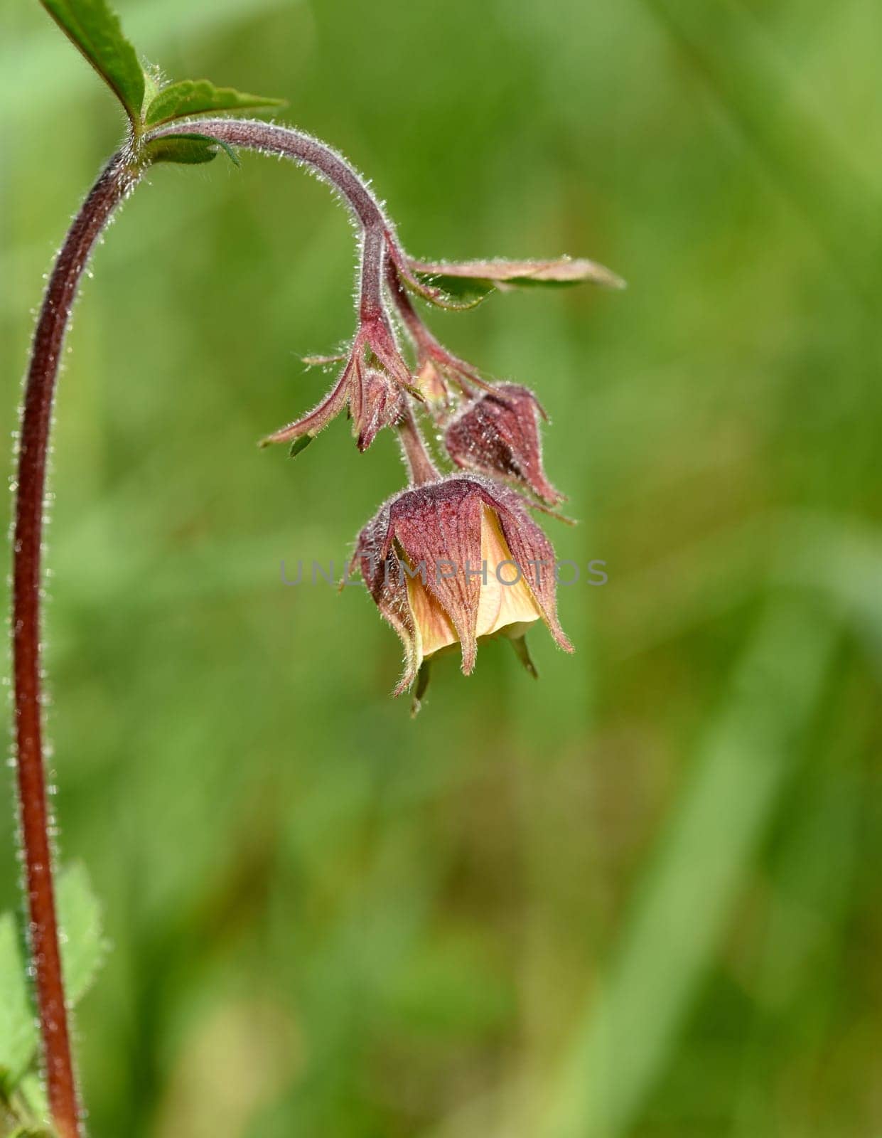 Bachnelkenwurz, Geum, rivale