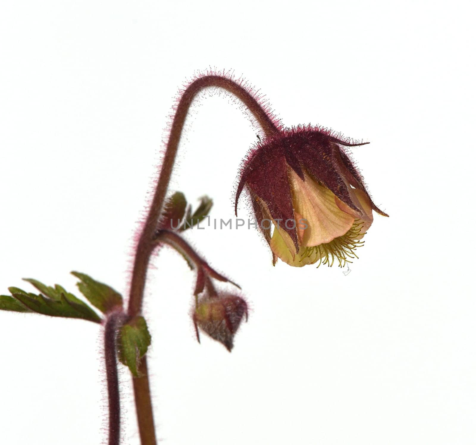 Bachnelkenwurz, Geum, rivale