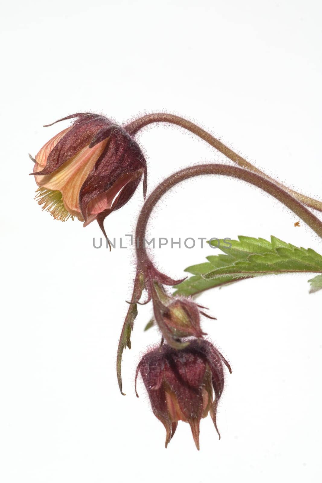 Bachnelkenwurz  Geum rivale  Geum