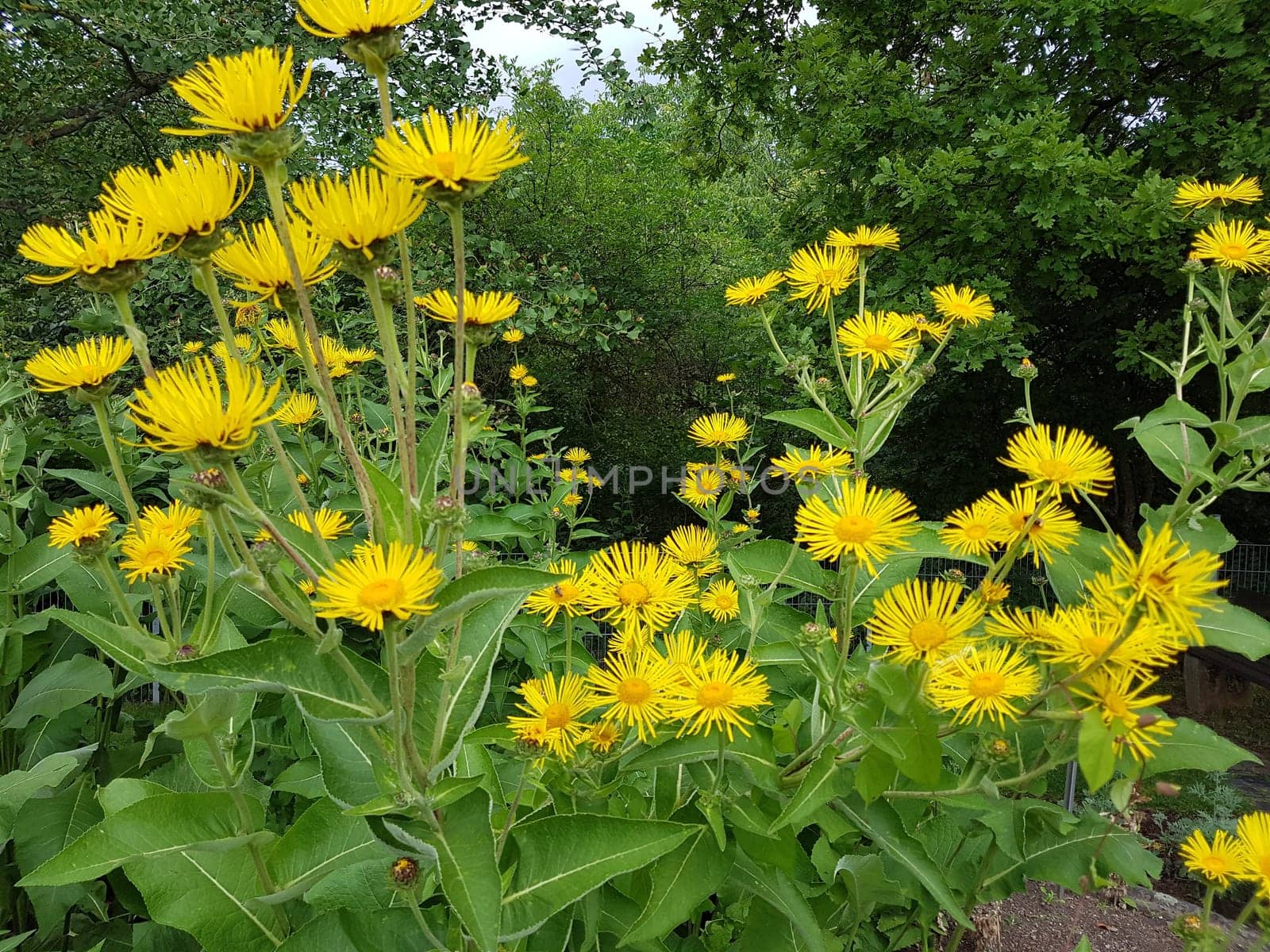 Alant  Bluete  Inula Helenium, Heilpflanze