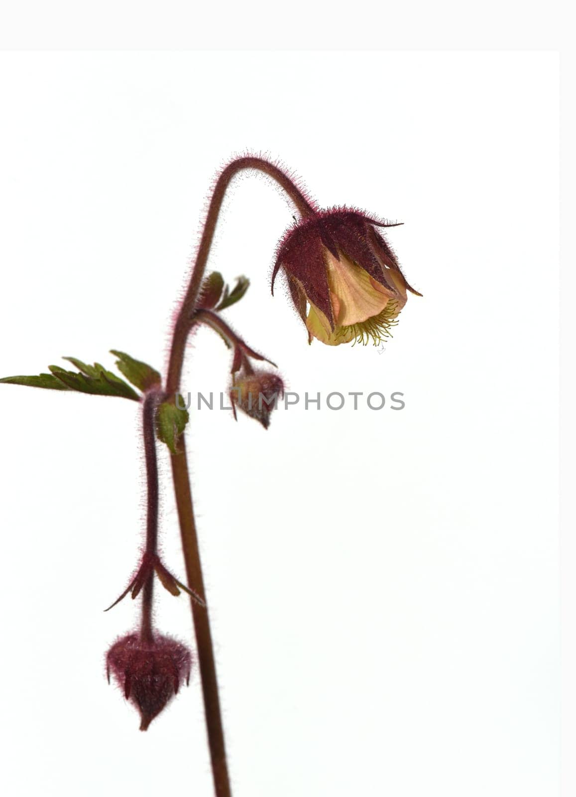 Bachnelkenwurz, Geum, rivale
