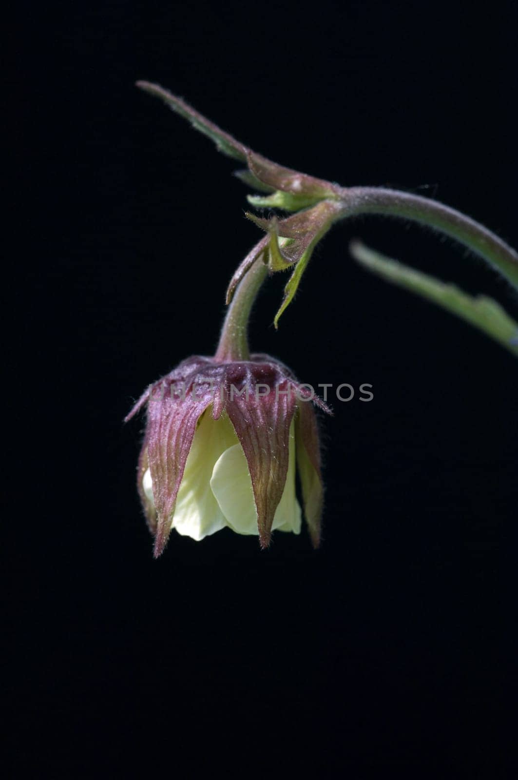 Bachnelkenwurz, Geum rivale