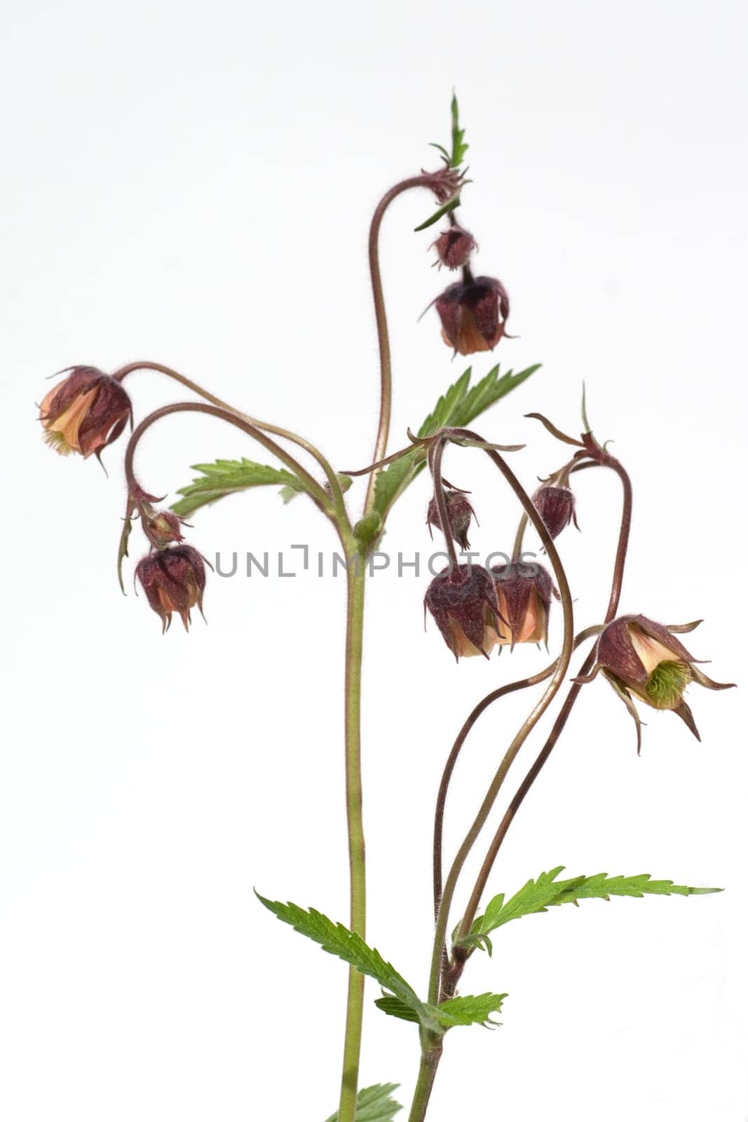Bachnelkenwurz  Geum rivale  Geum