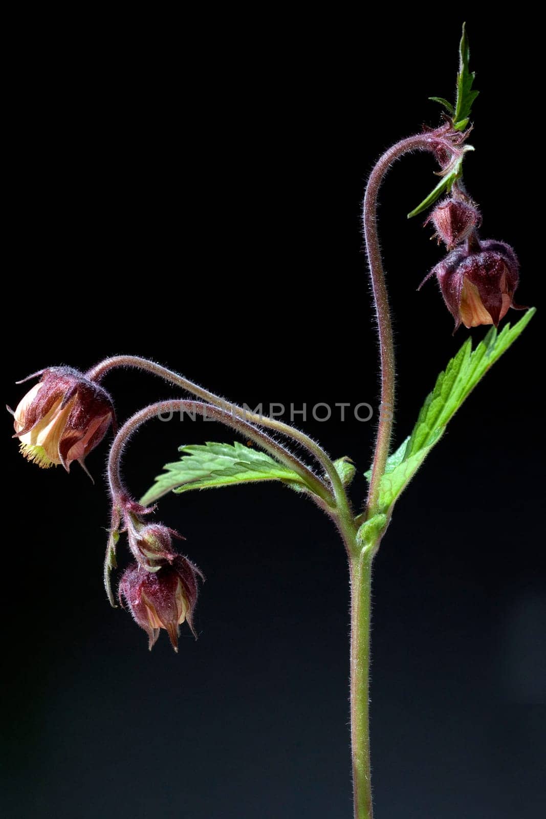 Bachnelkenwurz  Geum rivale  Geum