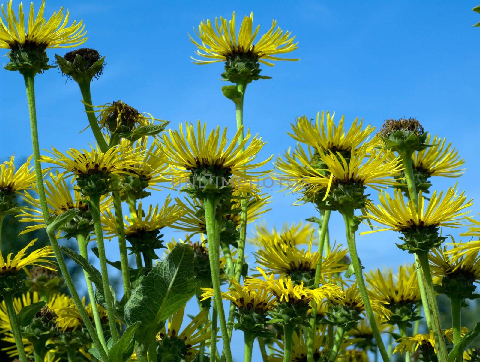 Alant  Blüte  Inula Helenium