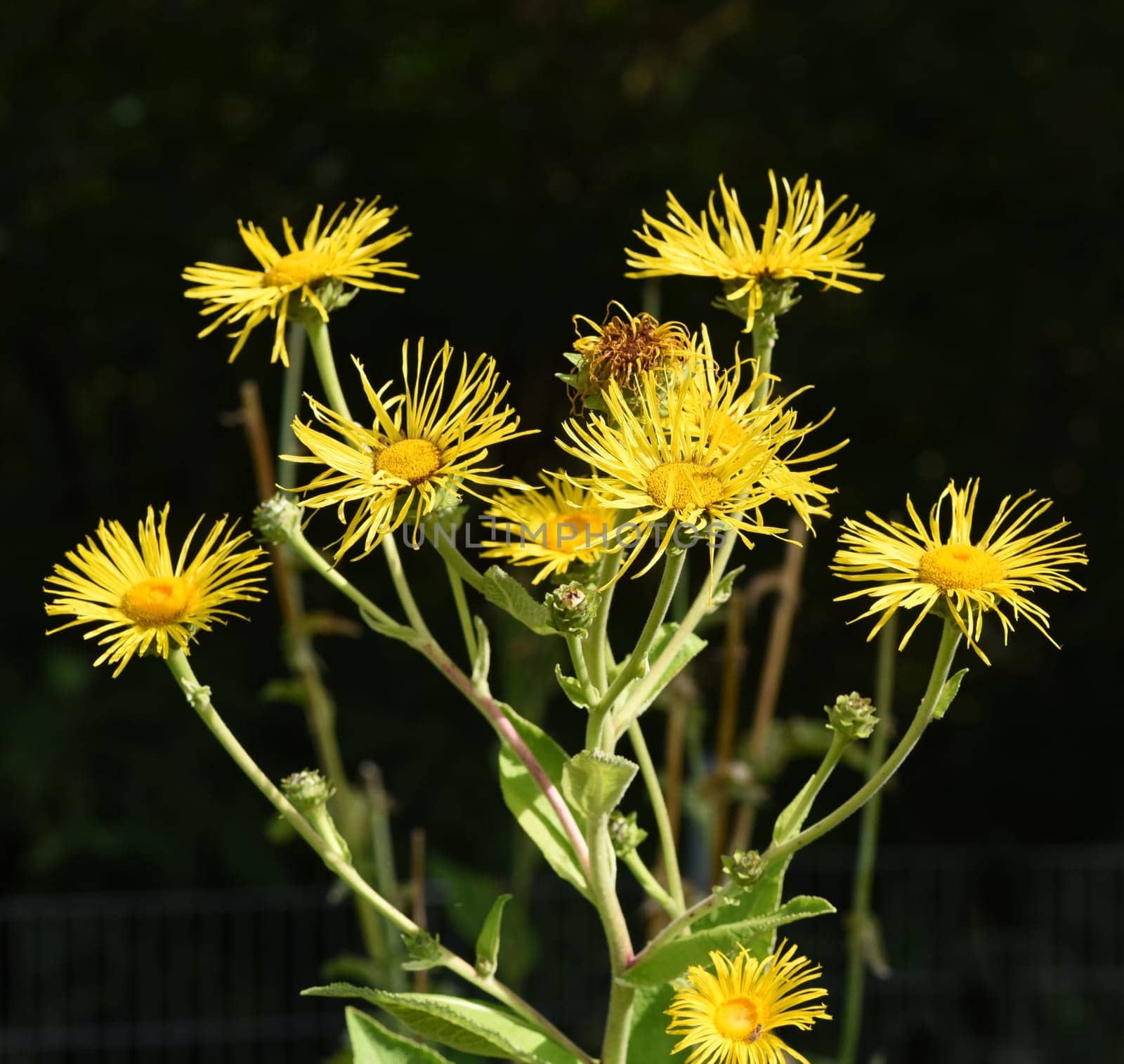 Alant  Bluete  Inula Helenium
