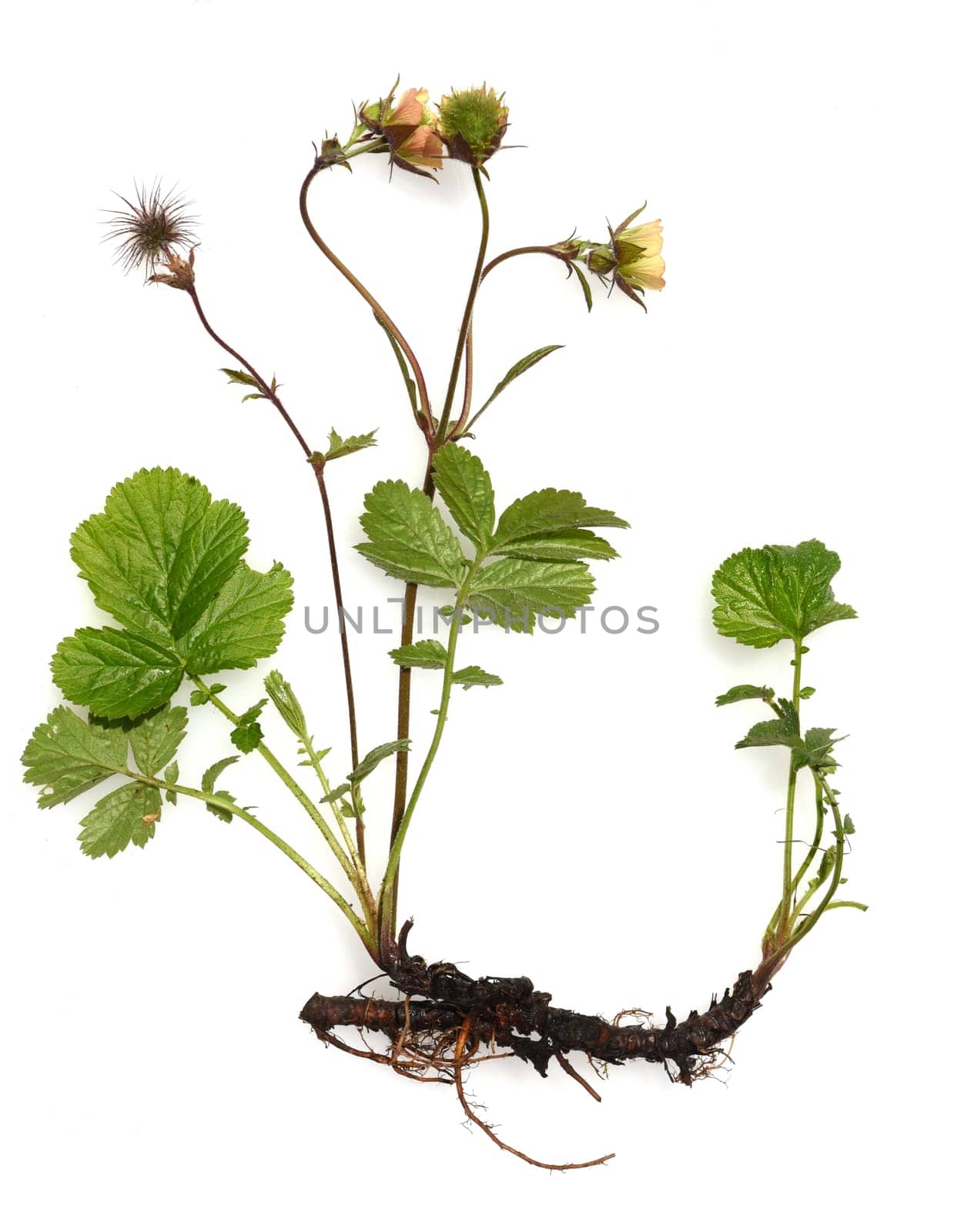 Bachnelkenwurz, Geum, rivale