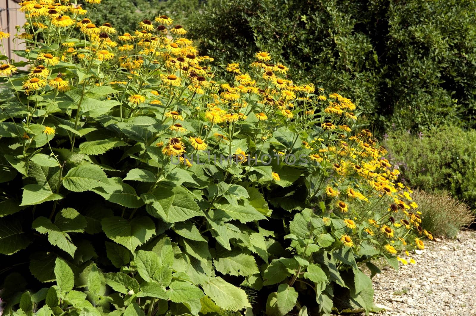 Alant  Bluete  Inula Helenium