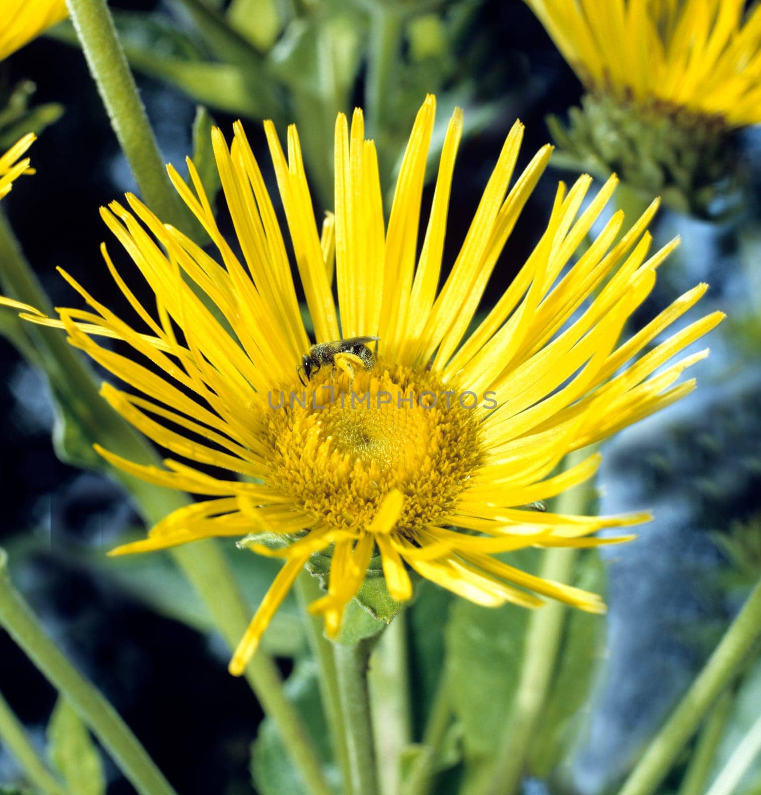Alant, Inula helenium, Heilpflanze, Zierblume, Heilpflanzen, Zierblumen, Blüte, gelb, Staudenpflanze, Garten, Biene..