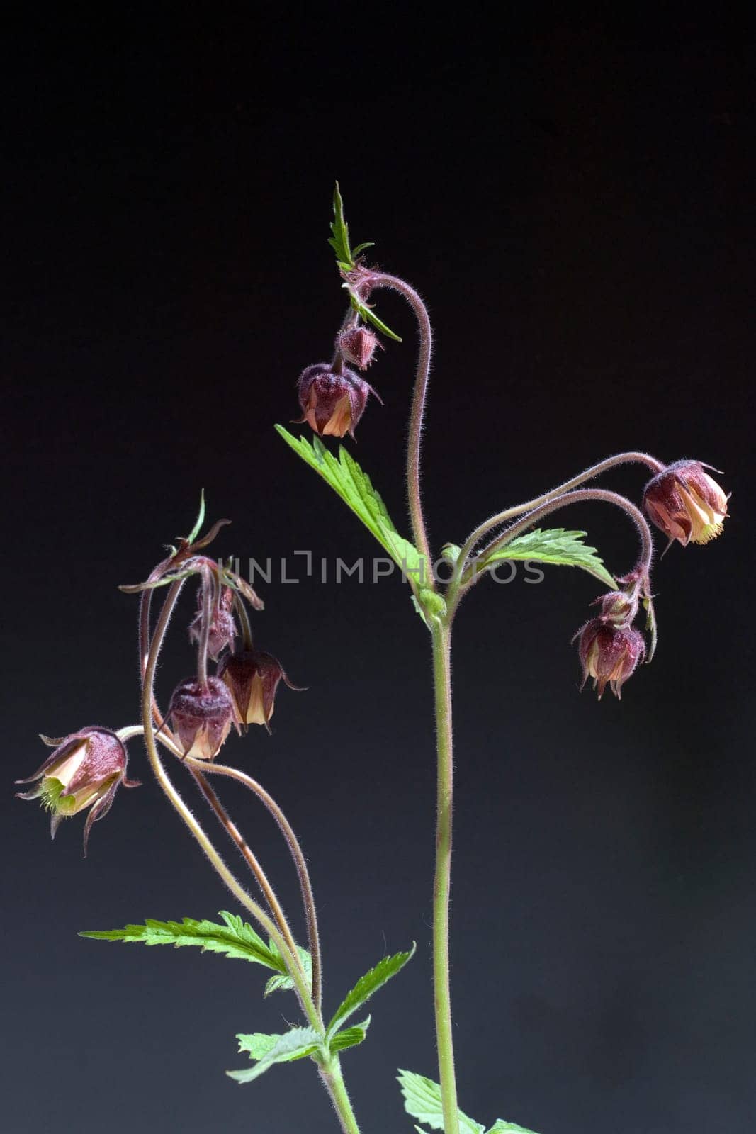 Bachnelkenwurz  Geum rivale  Geum