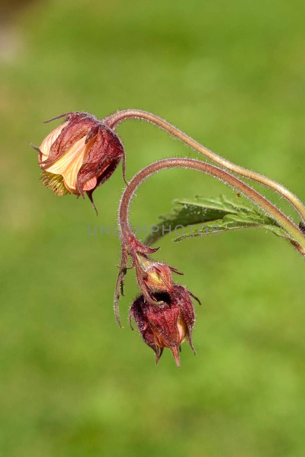 Bachnelkenwurz  Geum rivale  Geum