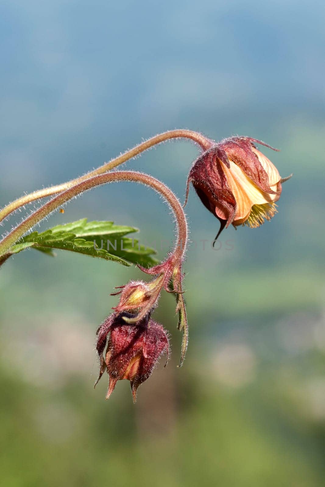 Bachnelkenwurz  Geum rivale  Geum