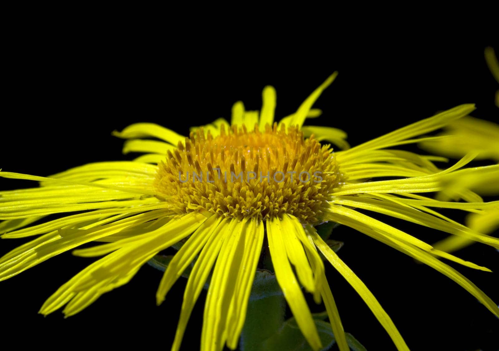 Alant  Bluete  Inula Helenium