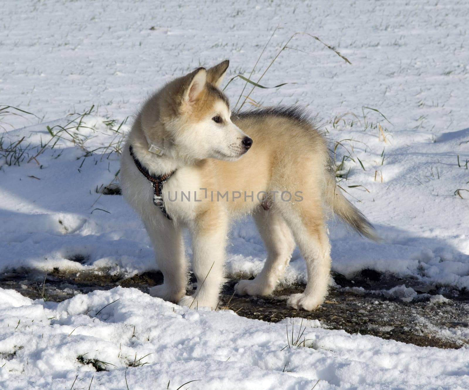 Alaskan   Malamut