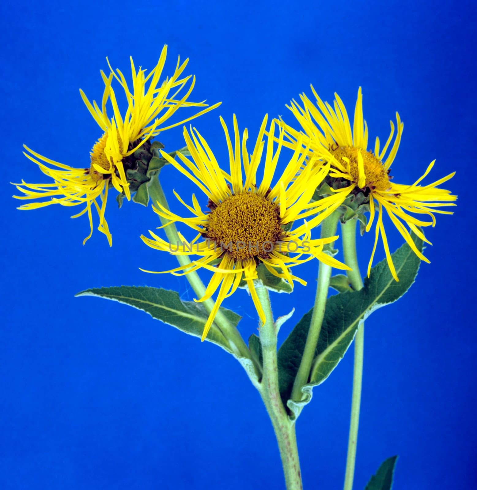 Alant, Inula helenium, Heilpflanze, Zierblume, Heilpflanzen, Zierblumen, Blüte, gelb, Staudenpflanze, Garten, key, keying, Freisteller, Studio, bluebox, chromakey..