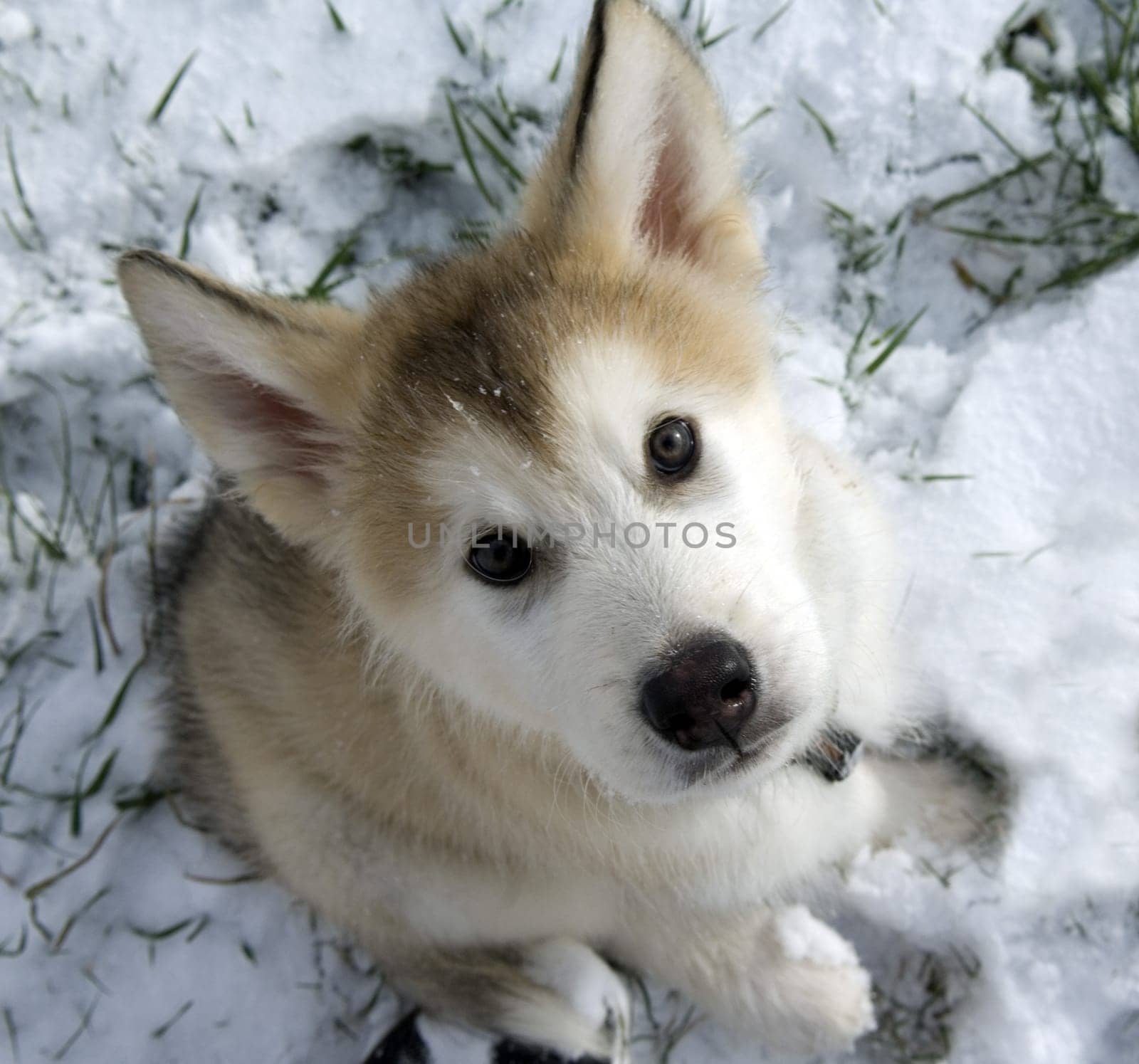 Alaskan   Malamut