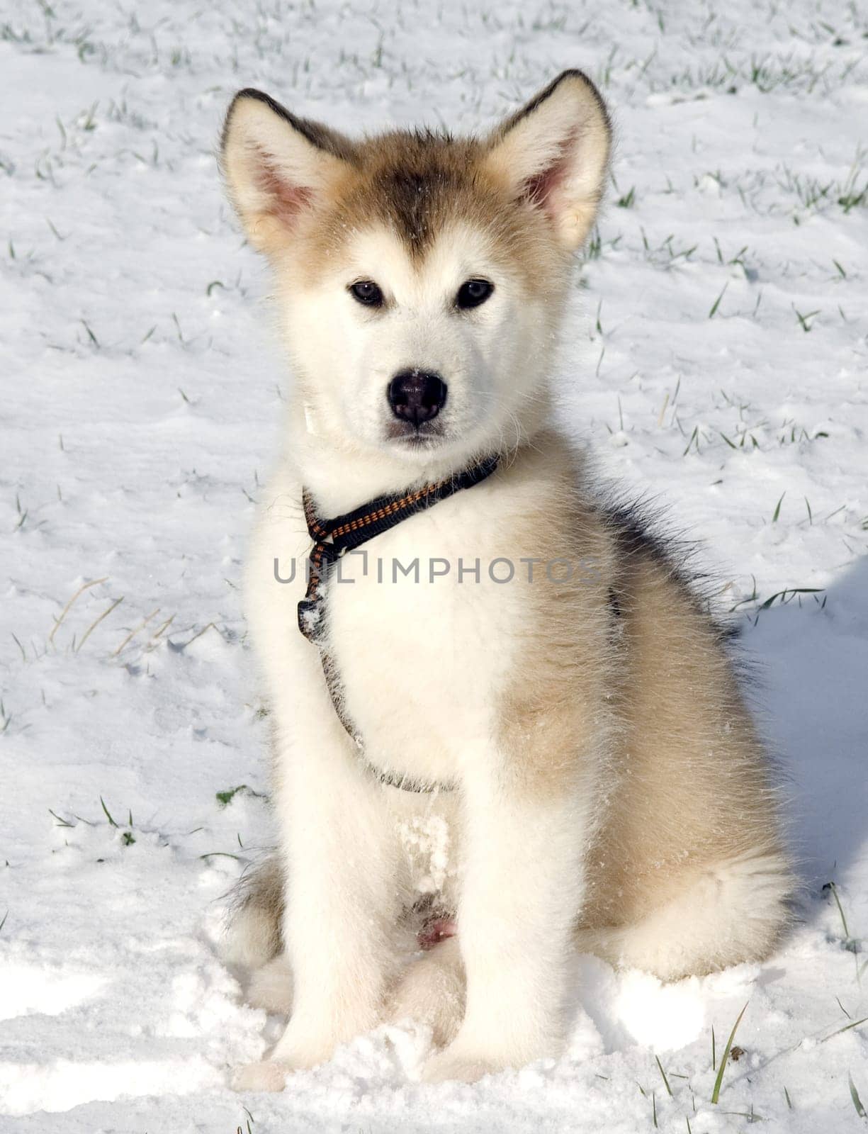 Alaskan   Malamut