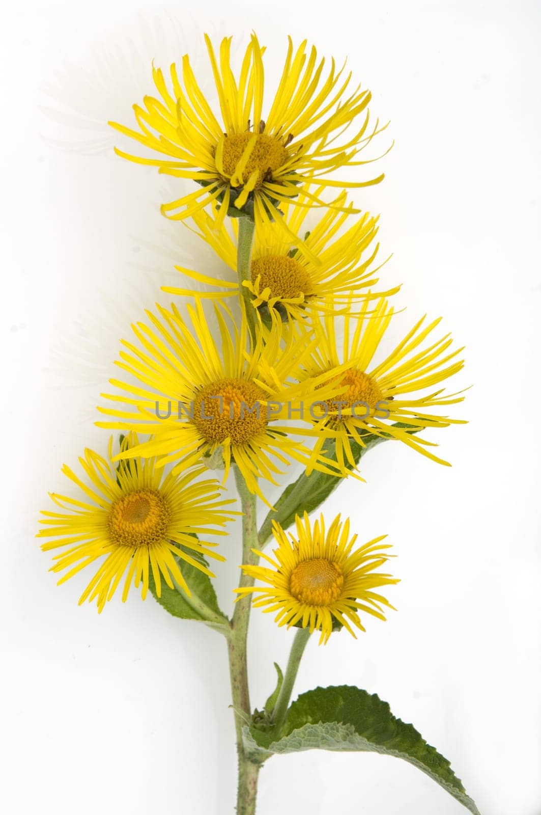 Alant,  Bluete, Inula Helenium
