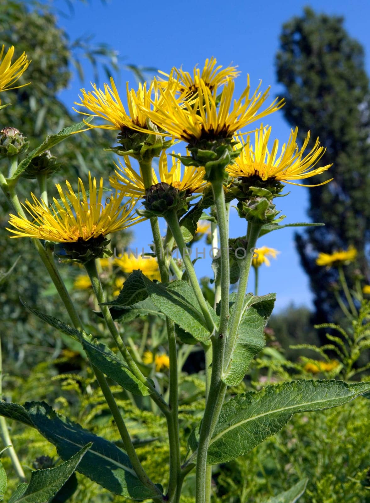 Alant  Blüte  Inula Helenium