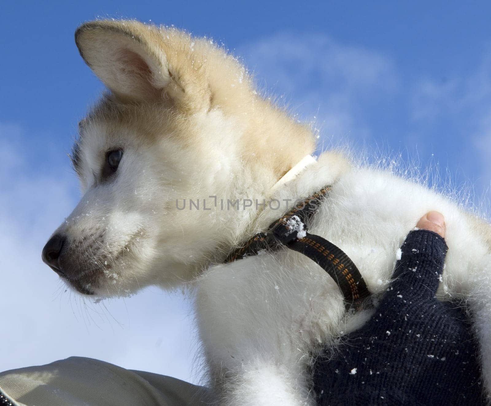 Alaskan   Malamut