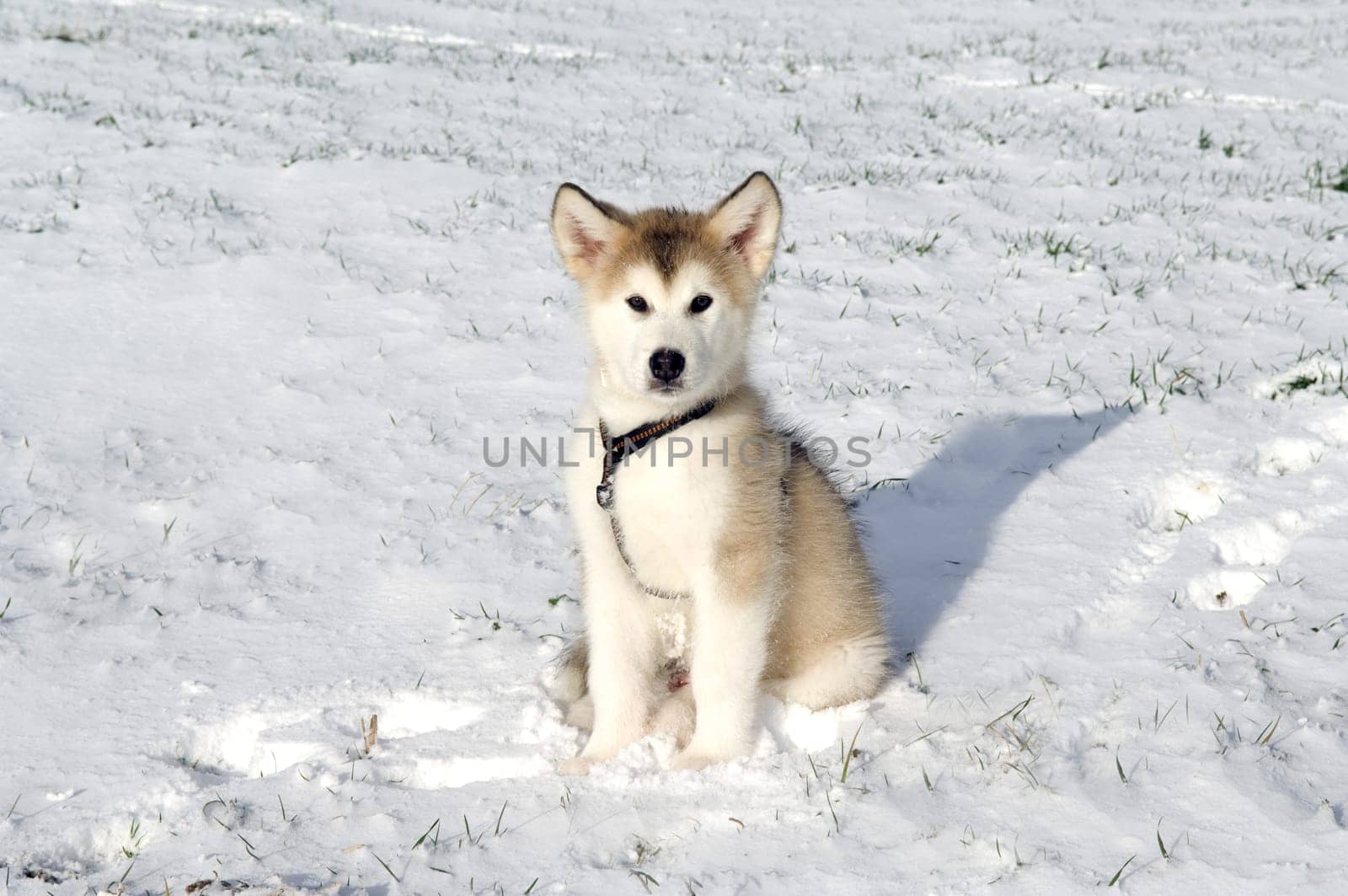 Alaskan   Malamut
