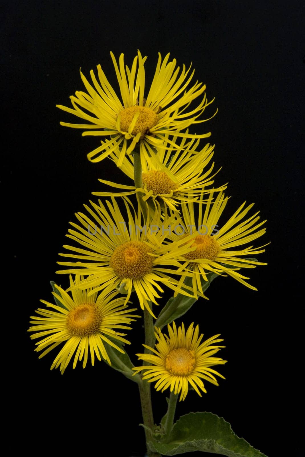 Alant,  Bluete, Inula Helenium