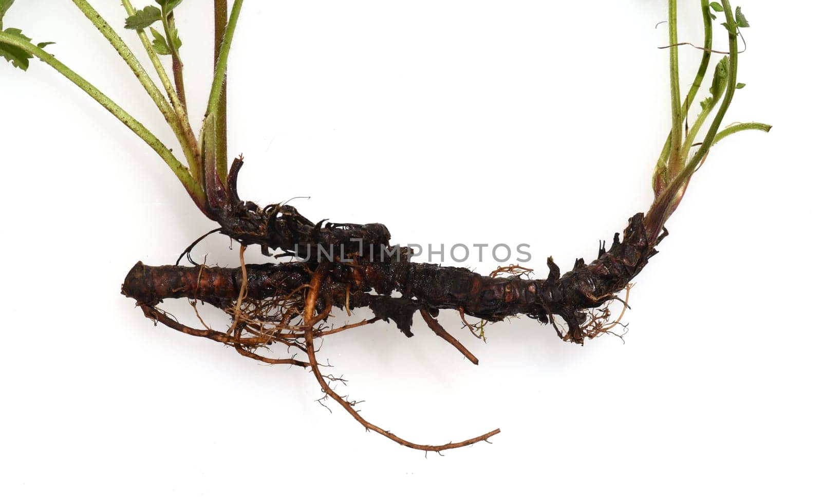 Bachnelkenwurz, Geum, rivale