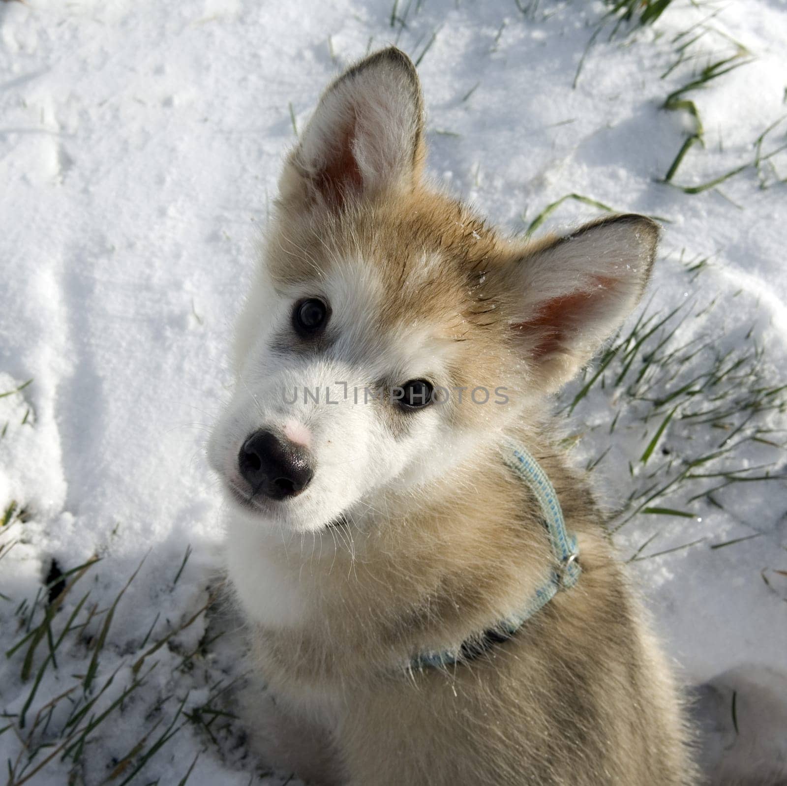 Alaskan   Malamut