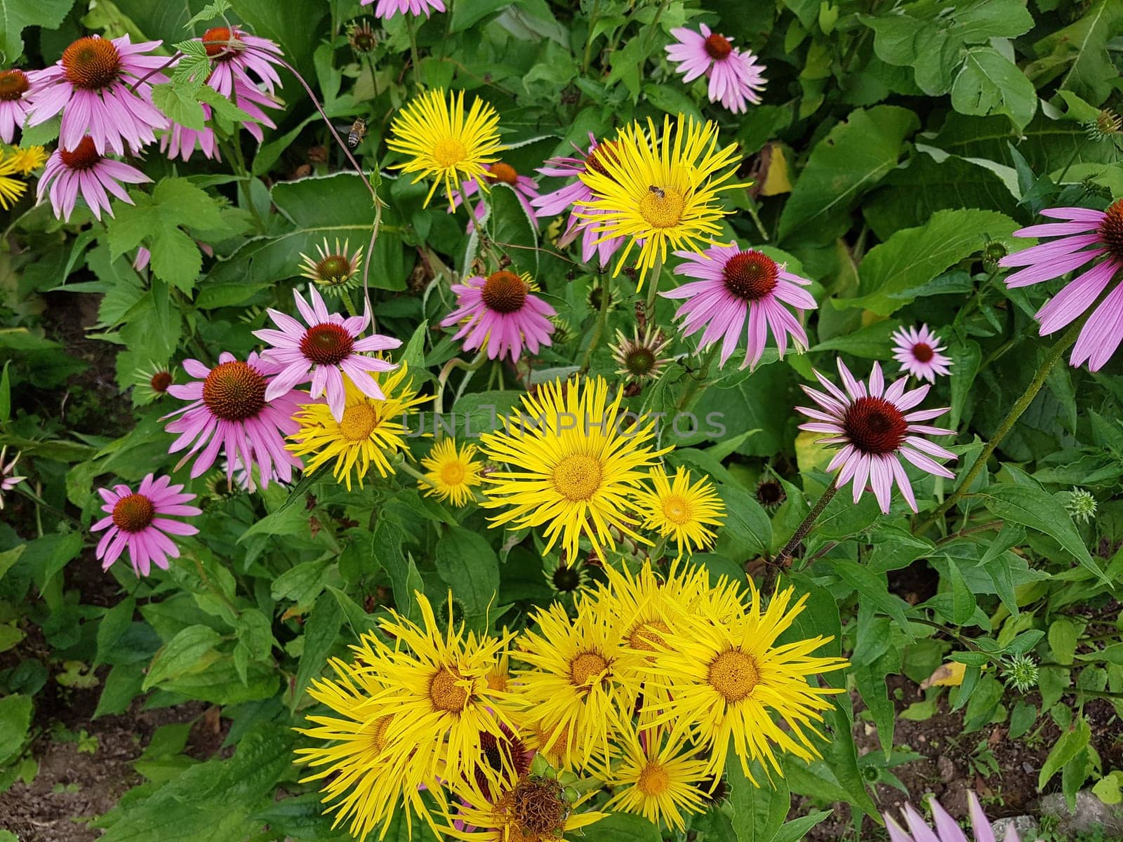 Alant  Roter Sonnenhut  Echinacea  purpurea  Inula Helenium, heilpflanze
