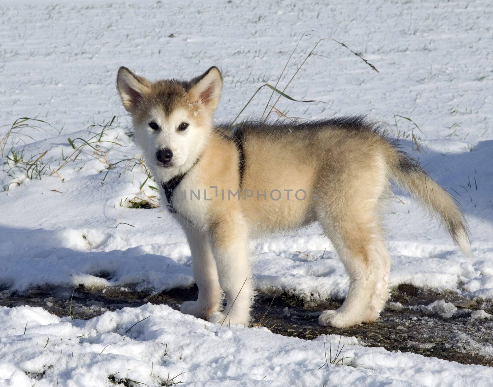 Alaskan   Malamut