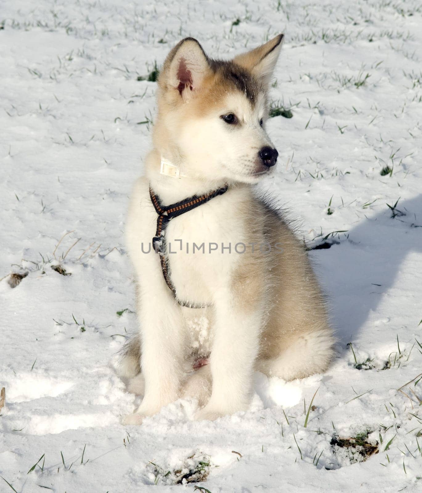 Alaskan   Malamut