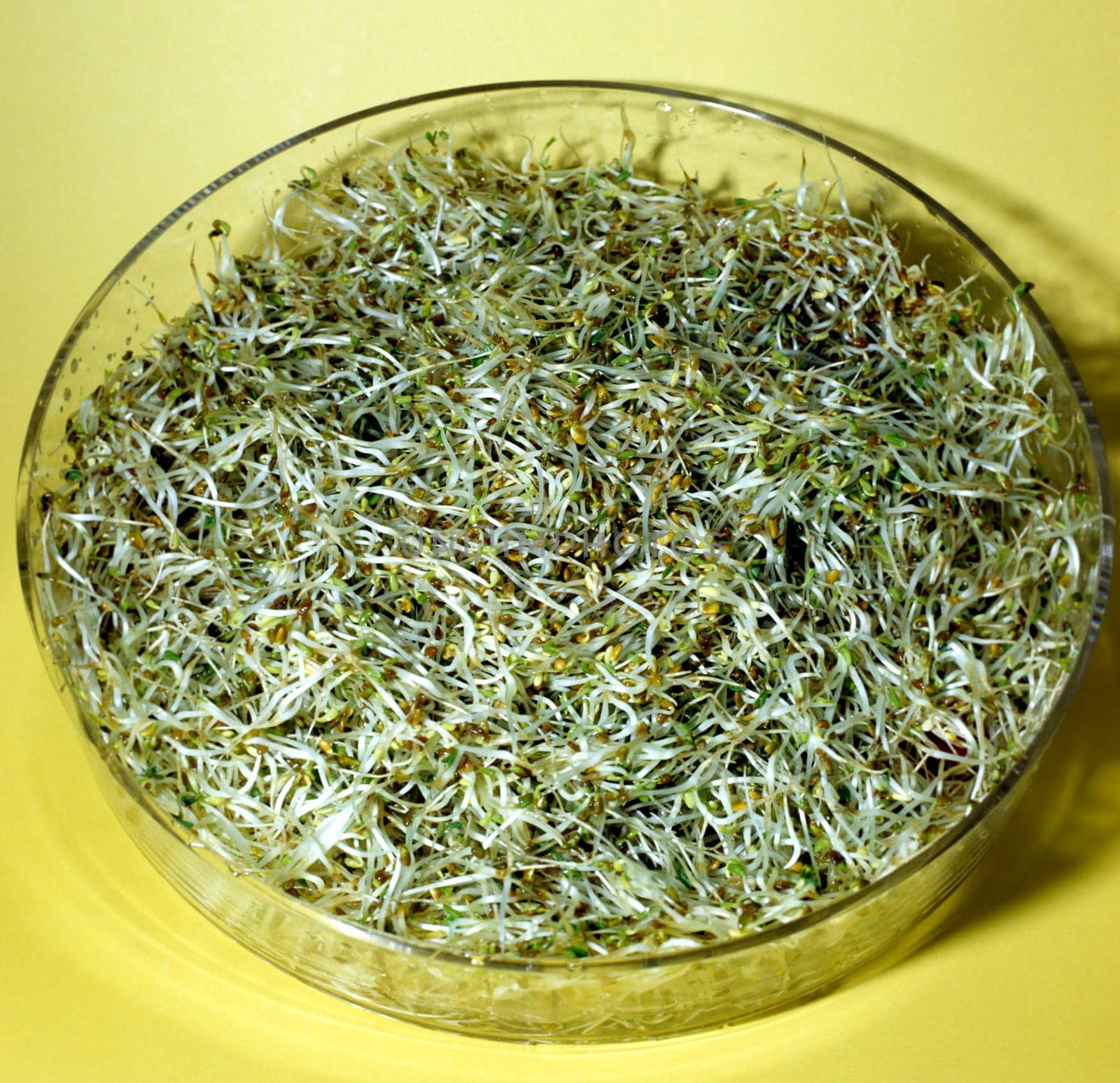 Alfalfakeime
